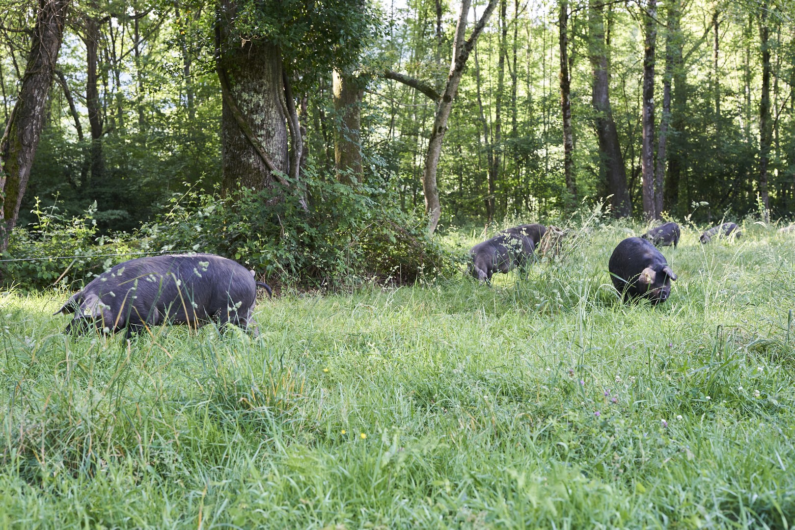 Domaine Herbae porc noir de Bigorre AOP