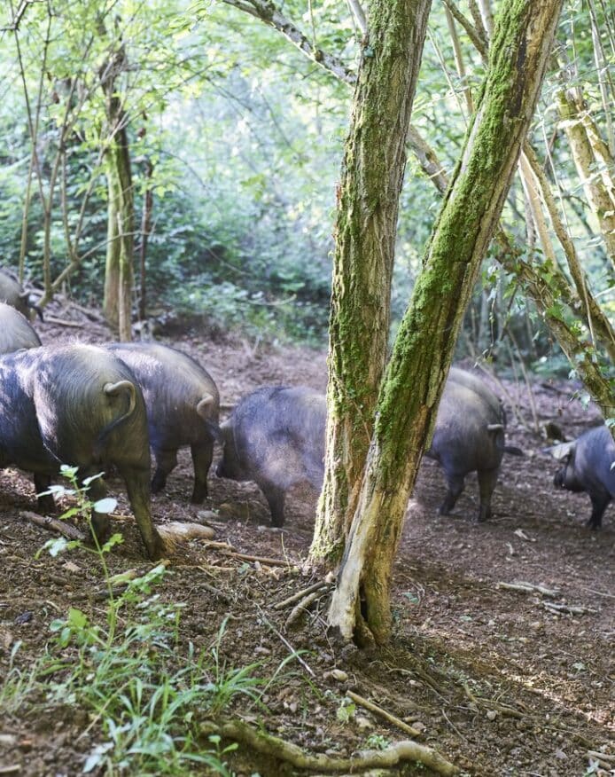 Porc noir de Bigorre AOP Herbae Forêt