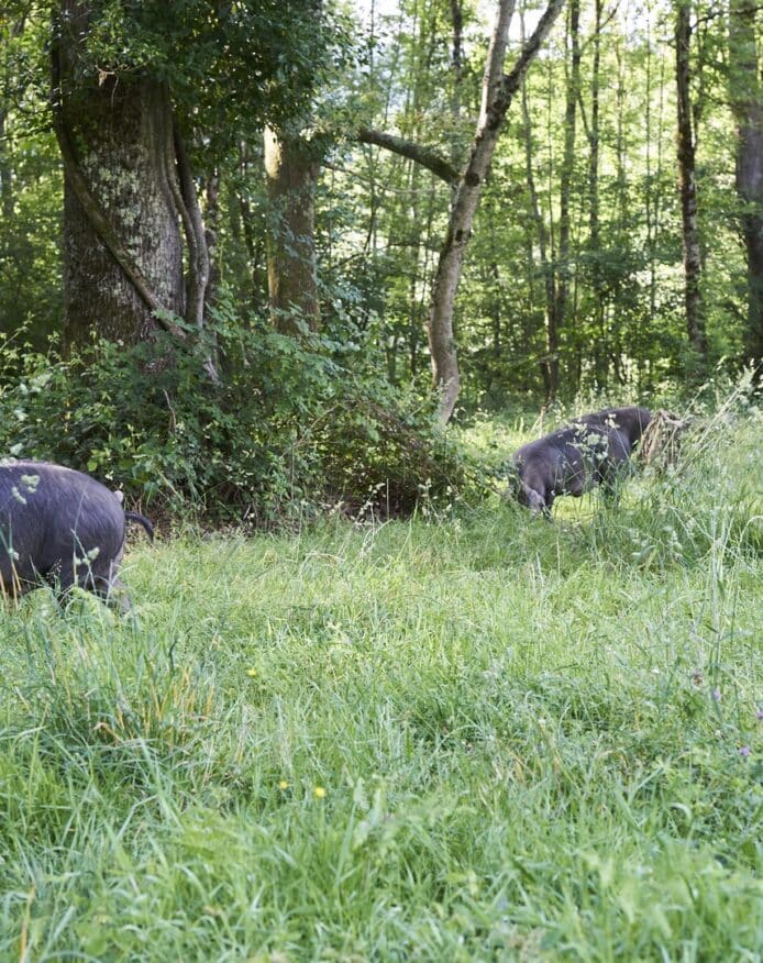 Domaine Herbae porc noir de Bigorre AOP