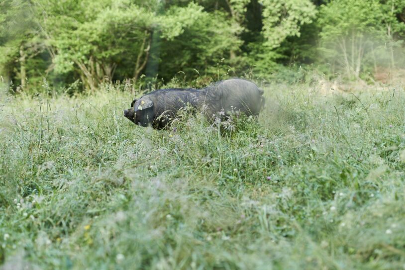 Cochon Herbae Porc noir de Bigorre AOP