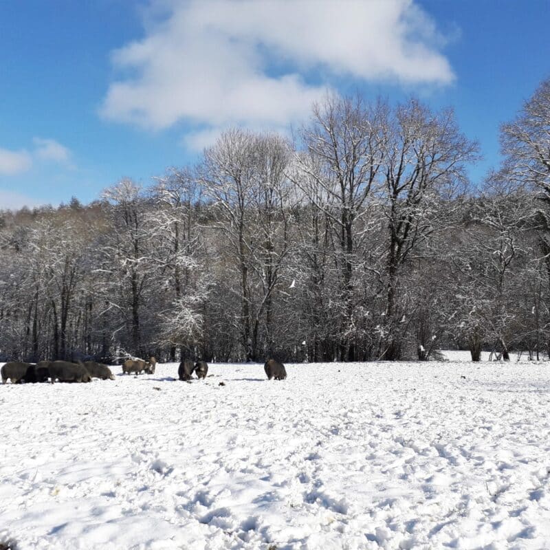 Porc noir de Bigorre dans la neige Herbae