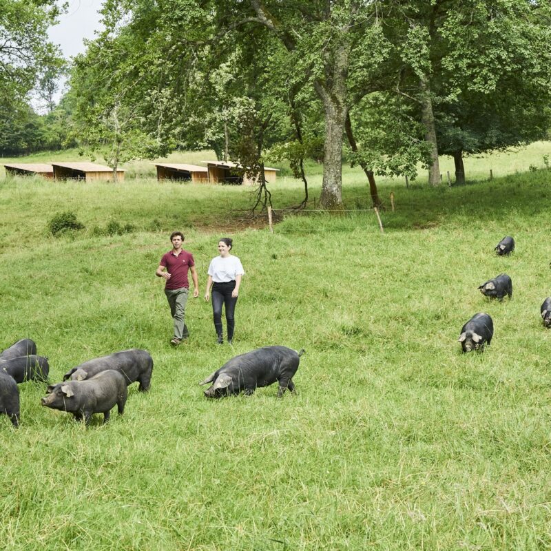 Domaine Herbae porc noir de Bigorre AOP Anouk et Nicolas
