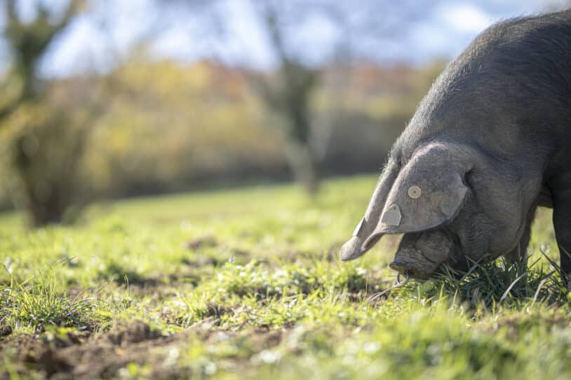 Herbae porc noir de Bigorre - Prairies sous bois hiver