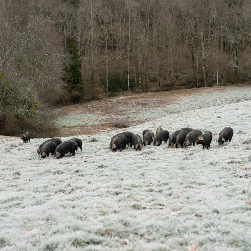 Porc noir de Bigorre AOP Givre Hiver Prairies