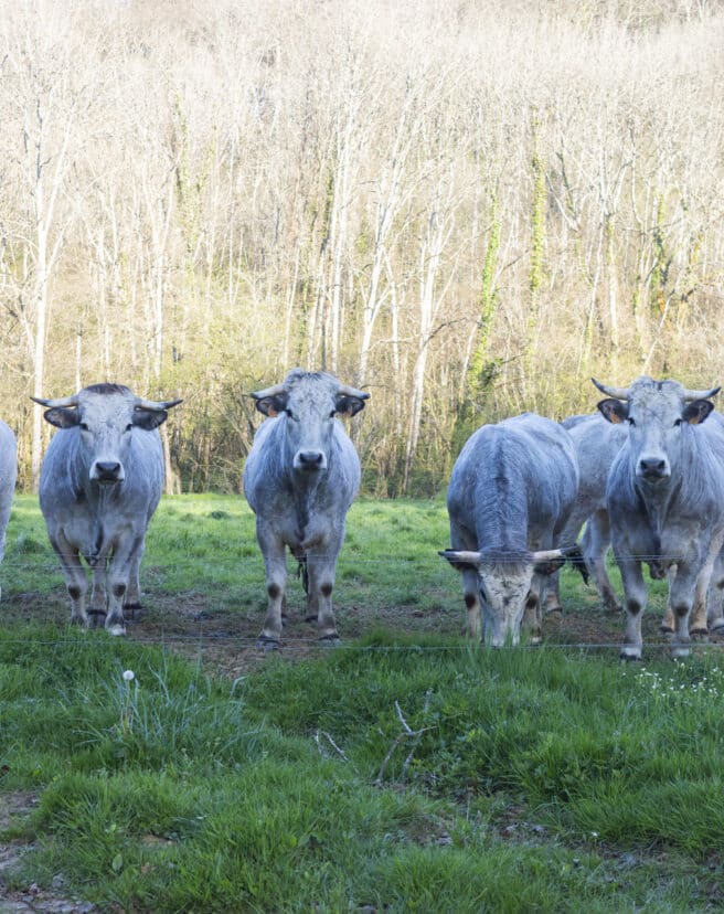 Colis viande boeuf gascon Herbae